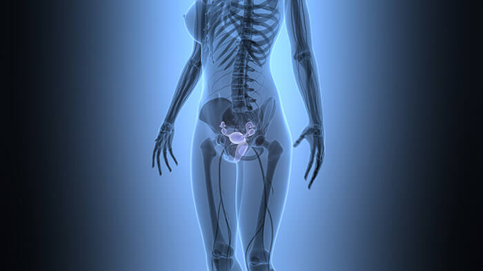 Le Clitoris Tout Savoir Sur Cet Organe Encore Trop M connu le-clitoris-tout-savoir-sur-cet-organe-encore-trop-m-connu